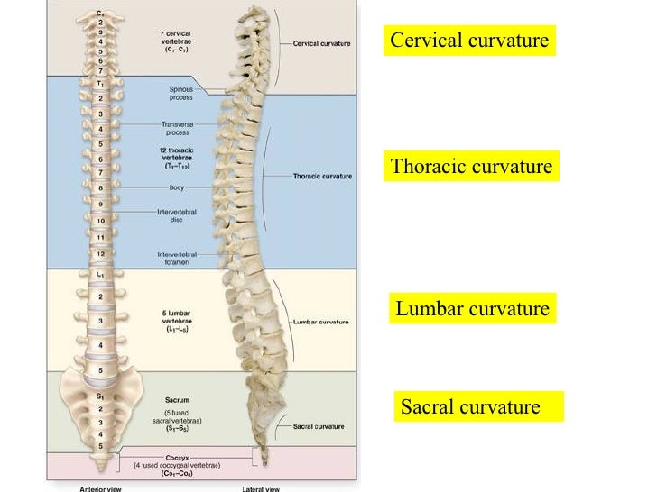 05 Axial Skeleton Vertebral Column And Thoracic Cage