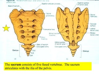 05 Axial Skeleton Vertebral Column And Thoracic Cage | PPT