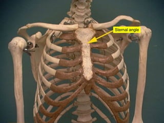 Sternal Triangle 05 Axial Skeleton Vertebral Column And Thoracic Cage | PPT