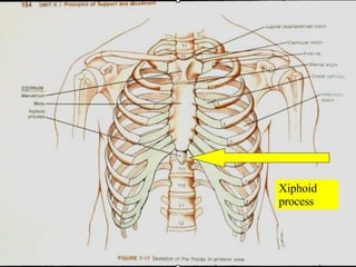 Paraxiphoid 05 Axial Skeleton Vertebral Column And Thoracic Cage | PPT