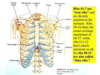 Annular Ribs 05 Axial Skeleton Vertebral Column And Thoracic Cage | PPT