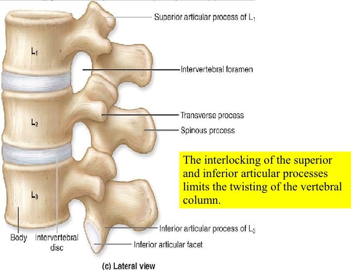 05 Axial Skeleton Vertebral Column And Thoracic Cage