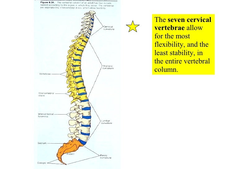 05 axial skeleton vertebral column and thoracic cage the axial skeleton review sheet