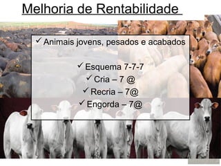 Melhoria de Rentabilidade

   Animais jovens, pesados e acabados

            Esquema 7-7-7
              Cria – 7 @
             Recria – 7@
            Engorda – 7@
 