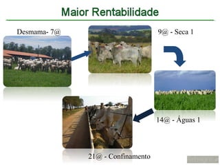 Desmama- 7@                        9@ - Seca 1




                                   14@ - Águas 1



              21@ - Confinamento
 