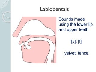 Phonetics: The Sounds of Language | PPTX
