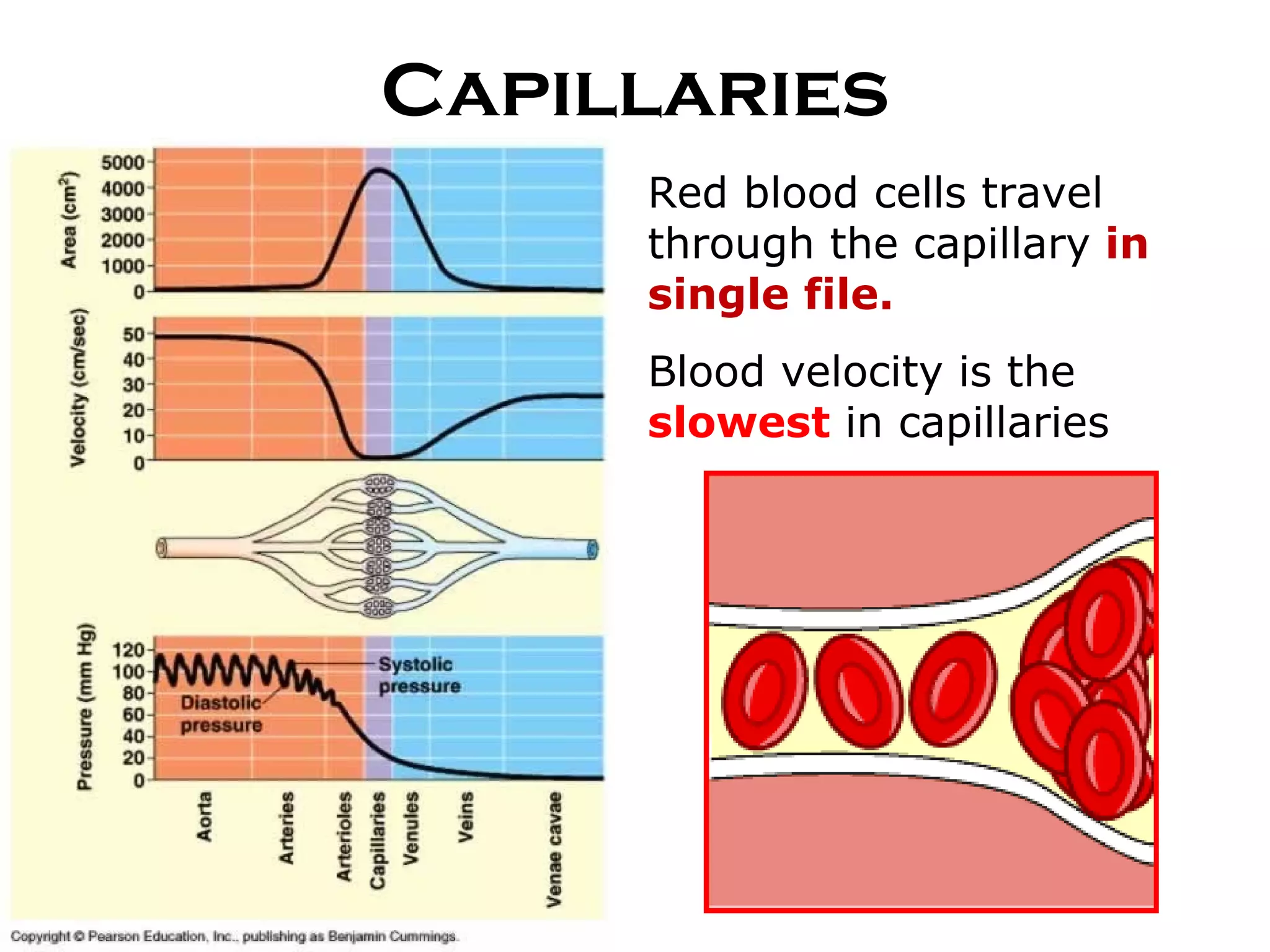 Capillaries Red blood cells travel through the capillary  in single file. Blood velocity is the  slowest  in capillaries 