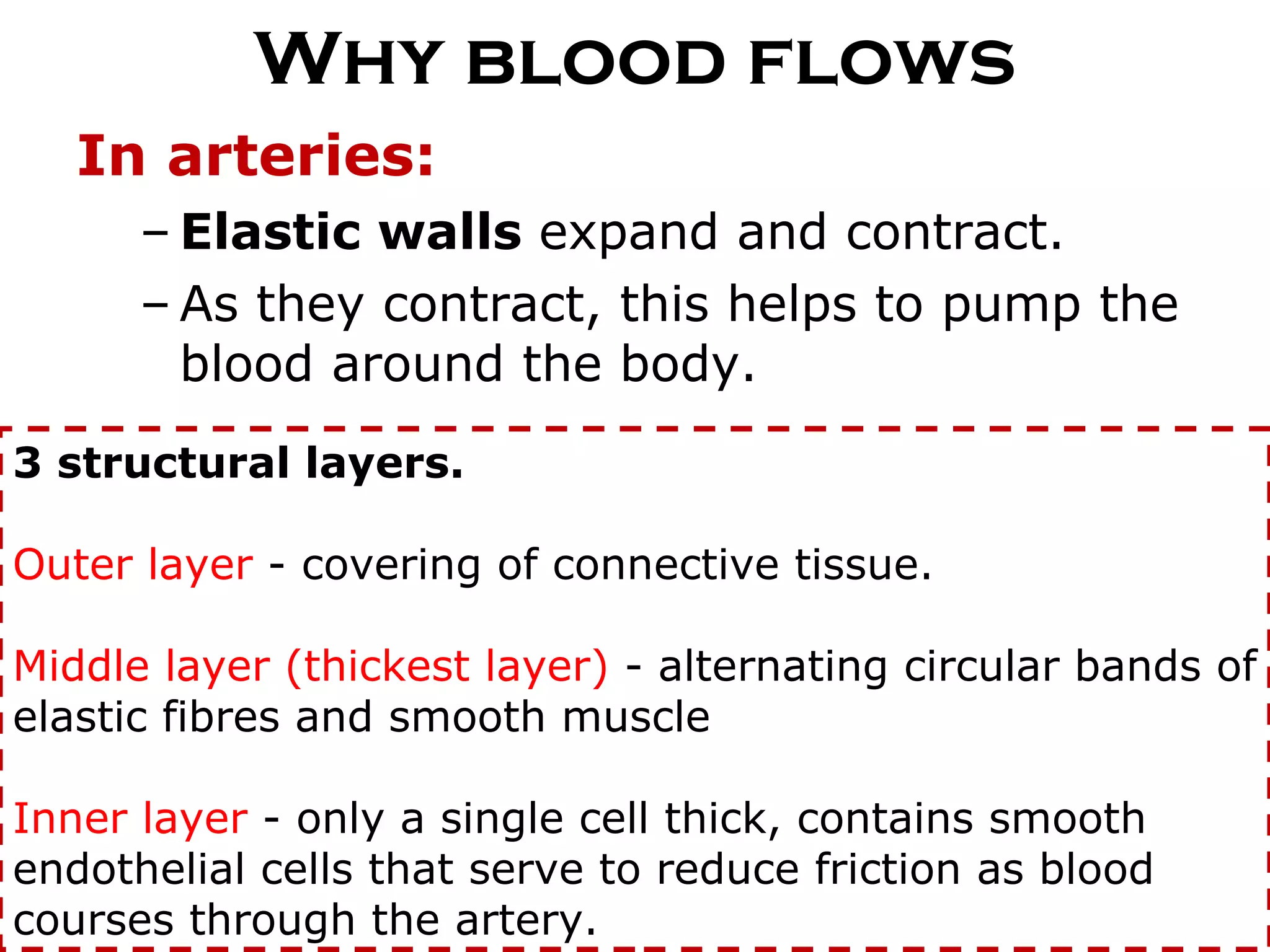 Why blood flows In arteries: Elastic walls  expand and contract. As they contract, this helps to pump the blood around the body. 3 structural layers.  Outer layer  - covering of connective tissue. Middle layer (thickest layer)  - alternating circular bands of elastic fibres and smooth muscle Inner layer  - only a single cell thick, contains smooth endothelial cells that serve to reduce friction as blood courses through the artery. 