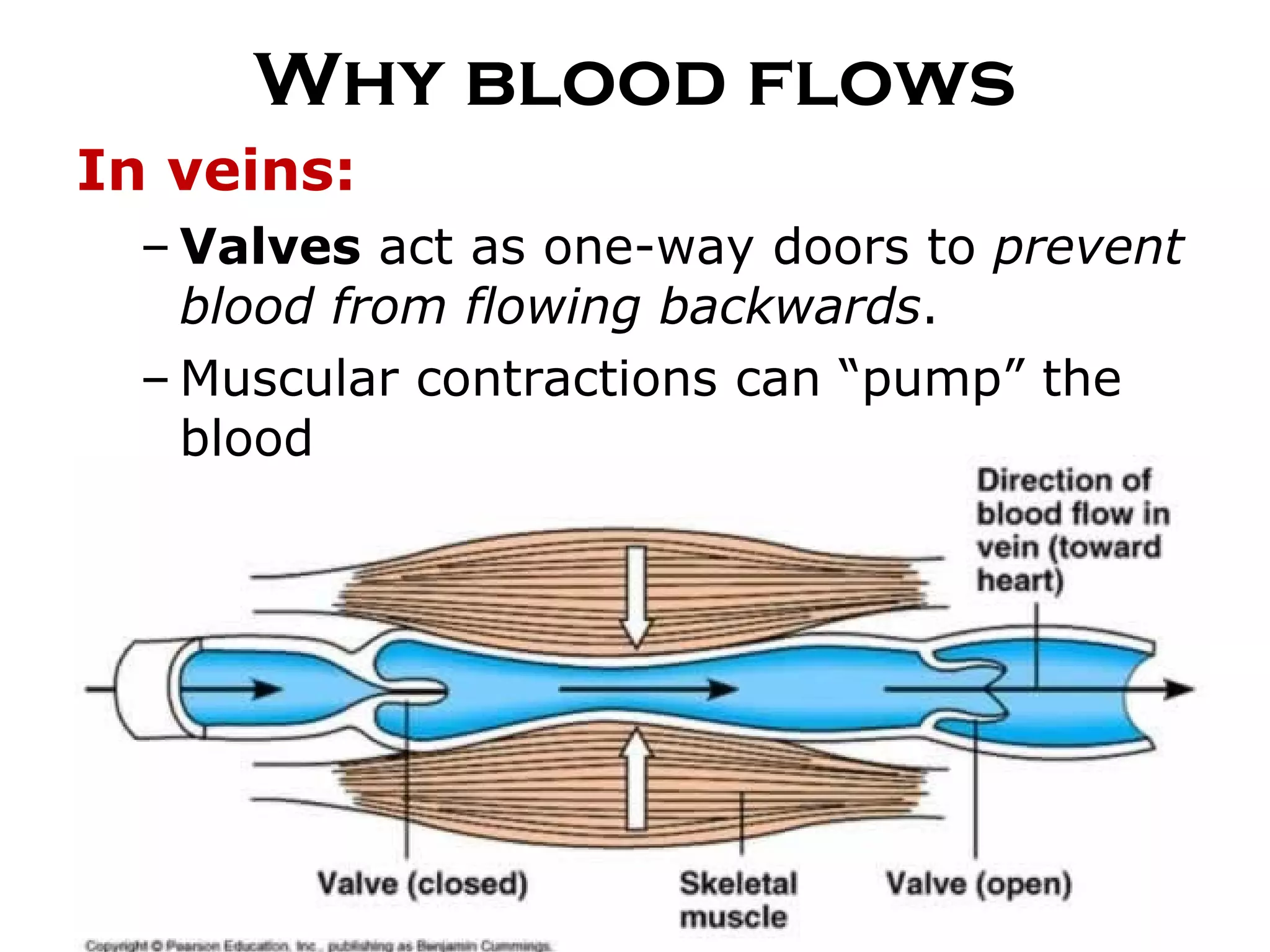 Why blood flows In veins:  Valves  act as one-way doors to  prevent blood from flowing backwards .  Muscular contractions can “pump” the blood 