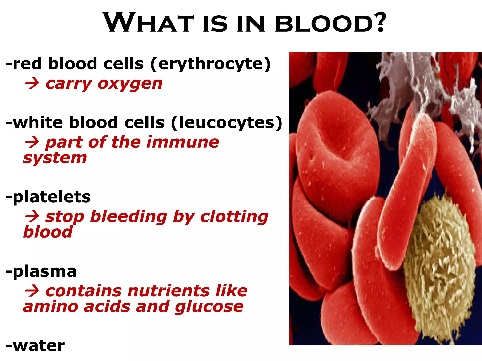 What is in blood? -red blood cells (erythrocyte)     carry oxygen -white blood cells (leucocytes)    part of the immune system -platelets     stop bleeding by clotting blood -plasma    contains nutrients like amino acids and glucose -water 