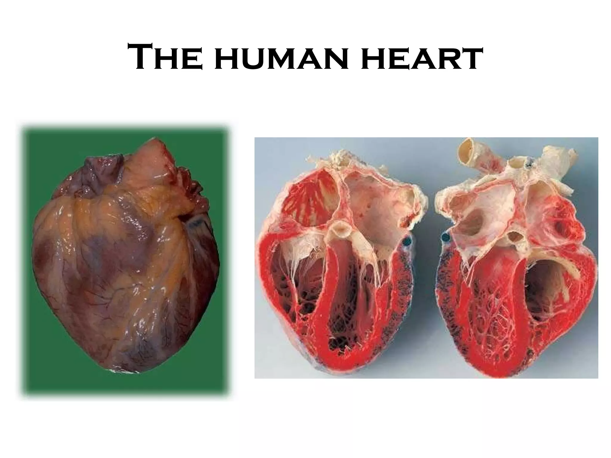 The human heart 