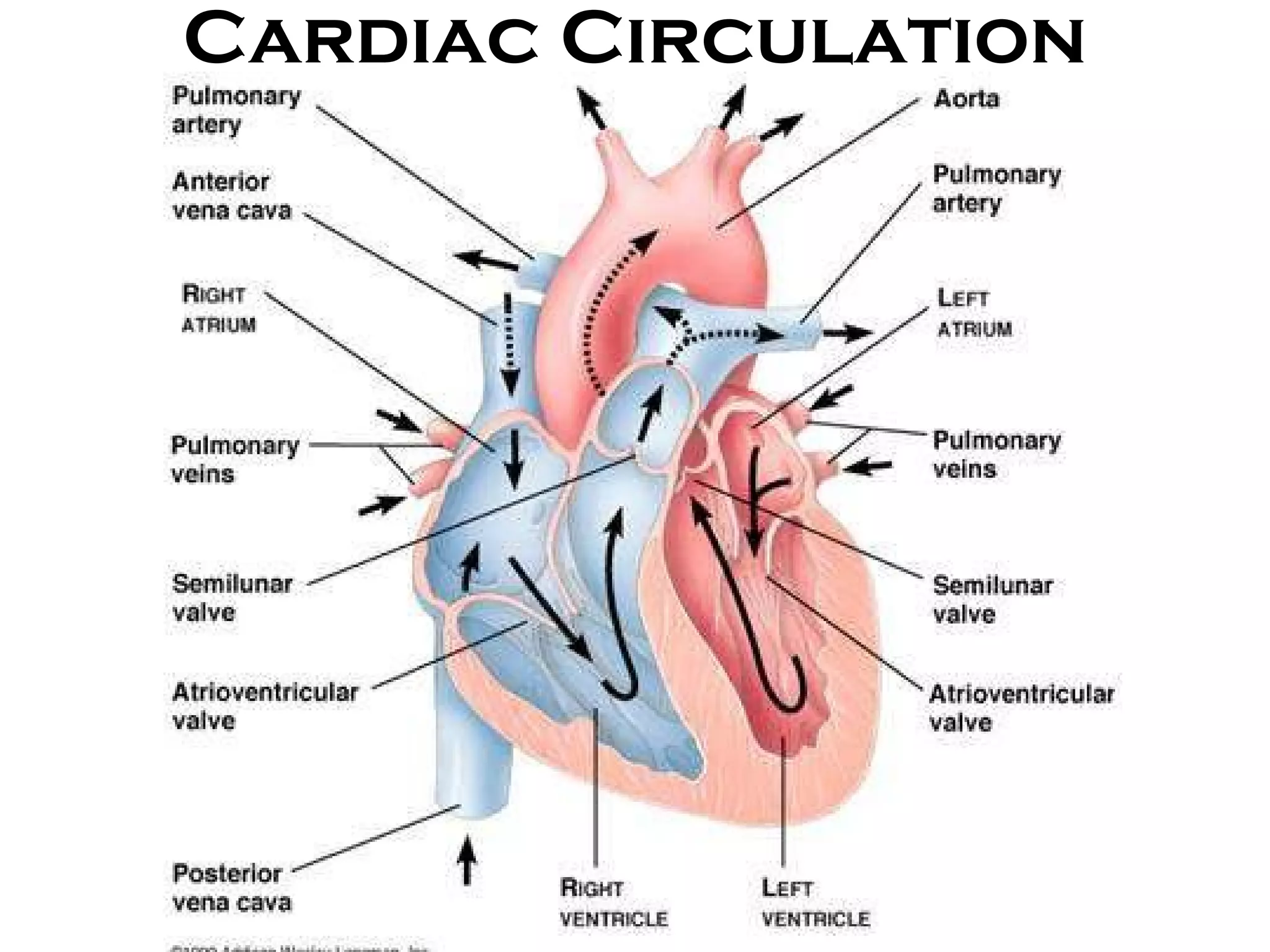 Cardiac Circulation 