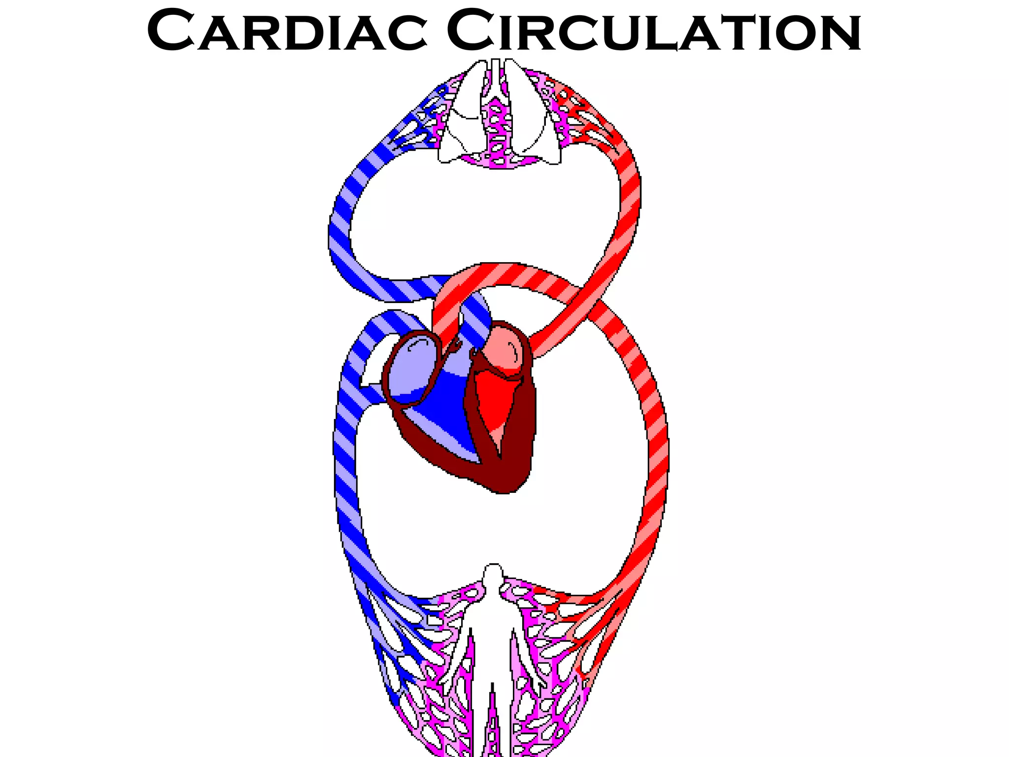 Cardiac Circulation 