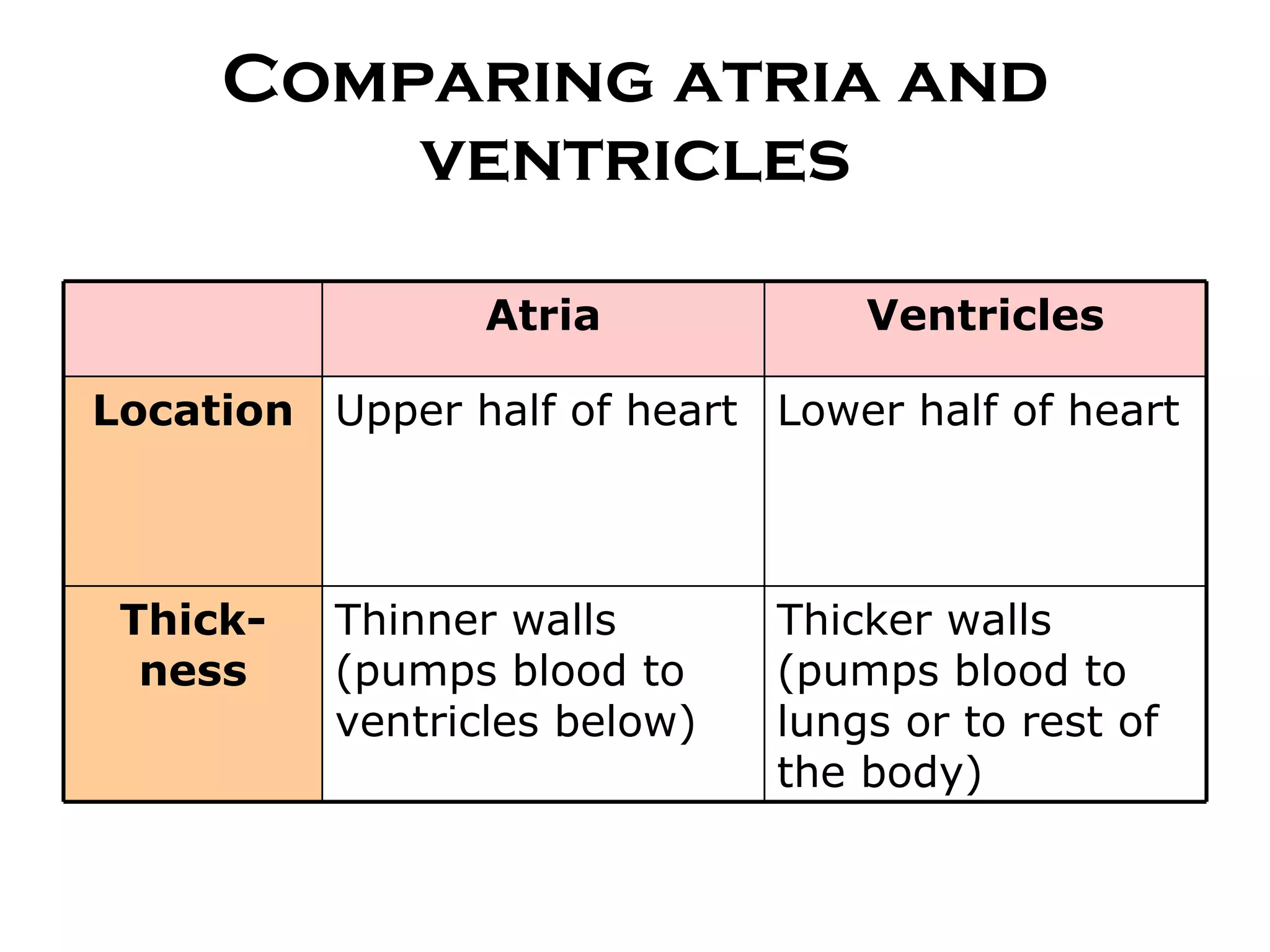 Comparing atria and ventricles Atria Ventricles Location Upper half of heart Lower half of heart Thick-ness Thinner walls (pumps blood to ventricles below) Thicker walls (pumps blood to lungs or to rest of the body) 
