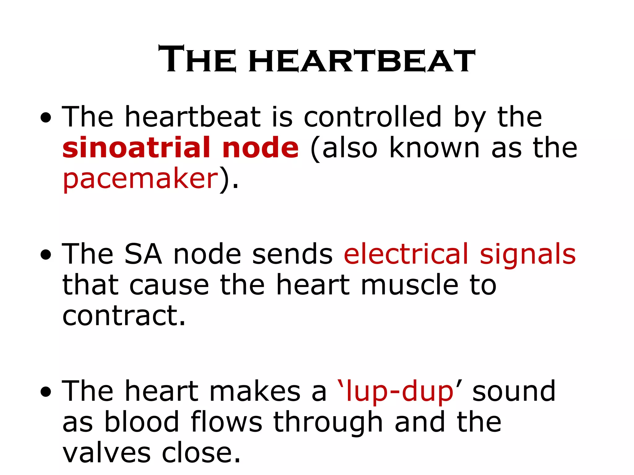 The heartbeat The heartbeat is controlled by the  sinoatrial   node  (also known as the  pacemaker ). The SA node sends  electrical signals  that cause the heart muscle to contract. The heart makes a  ‘lup-dup ’ sound as blood flows through and the valves close. 
