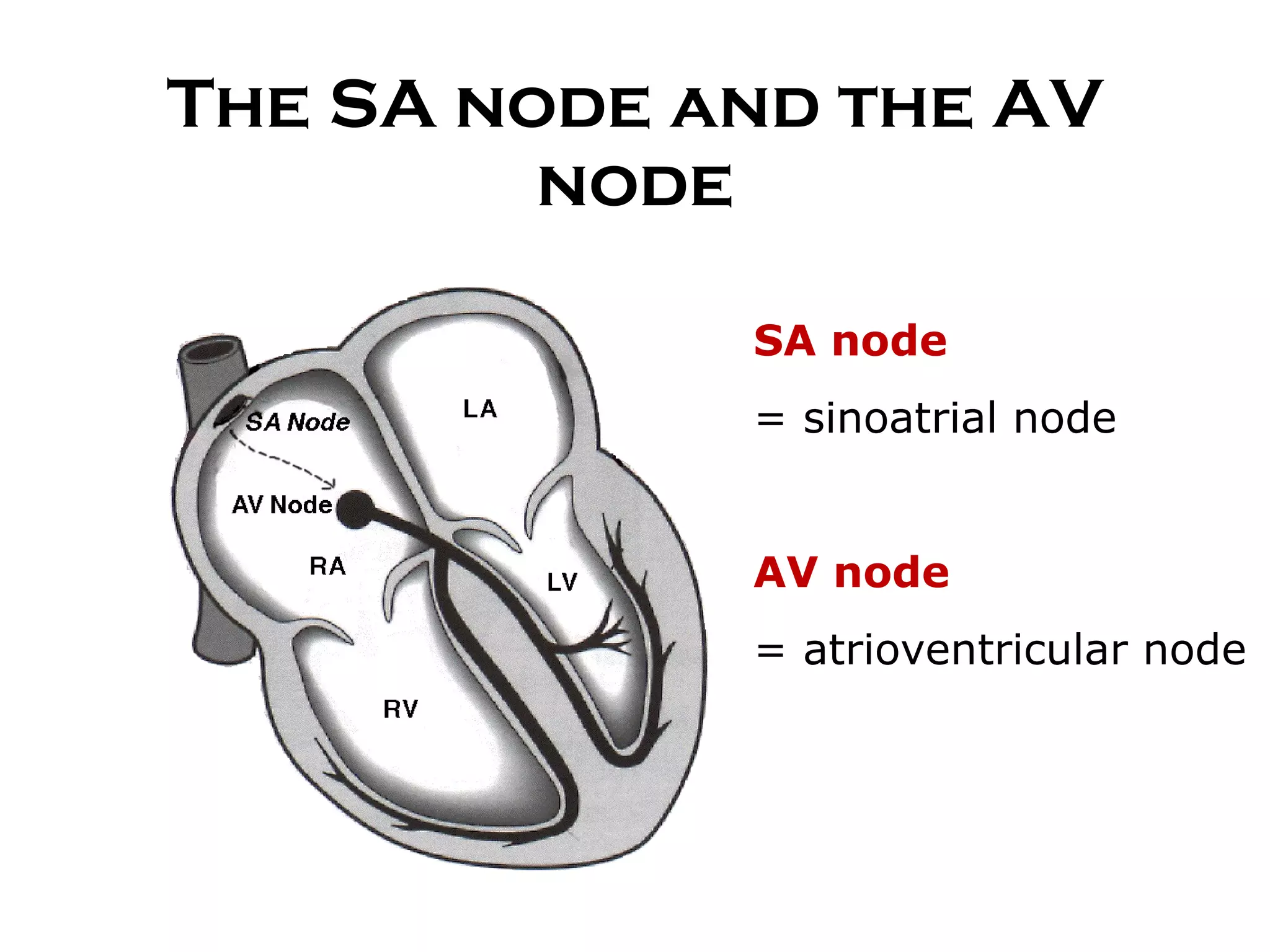The SA node and the AV node SA node  = sinoatrial node AV node  = atrioventricular node 