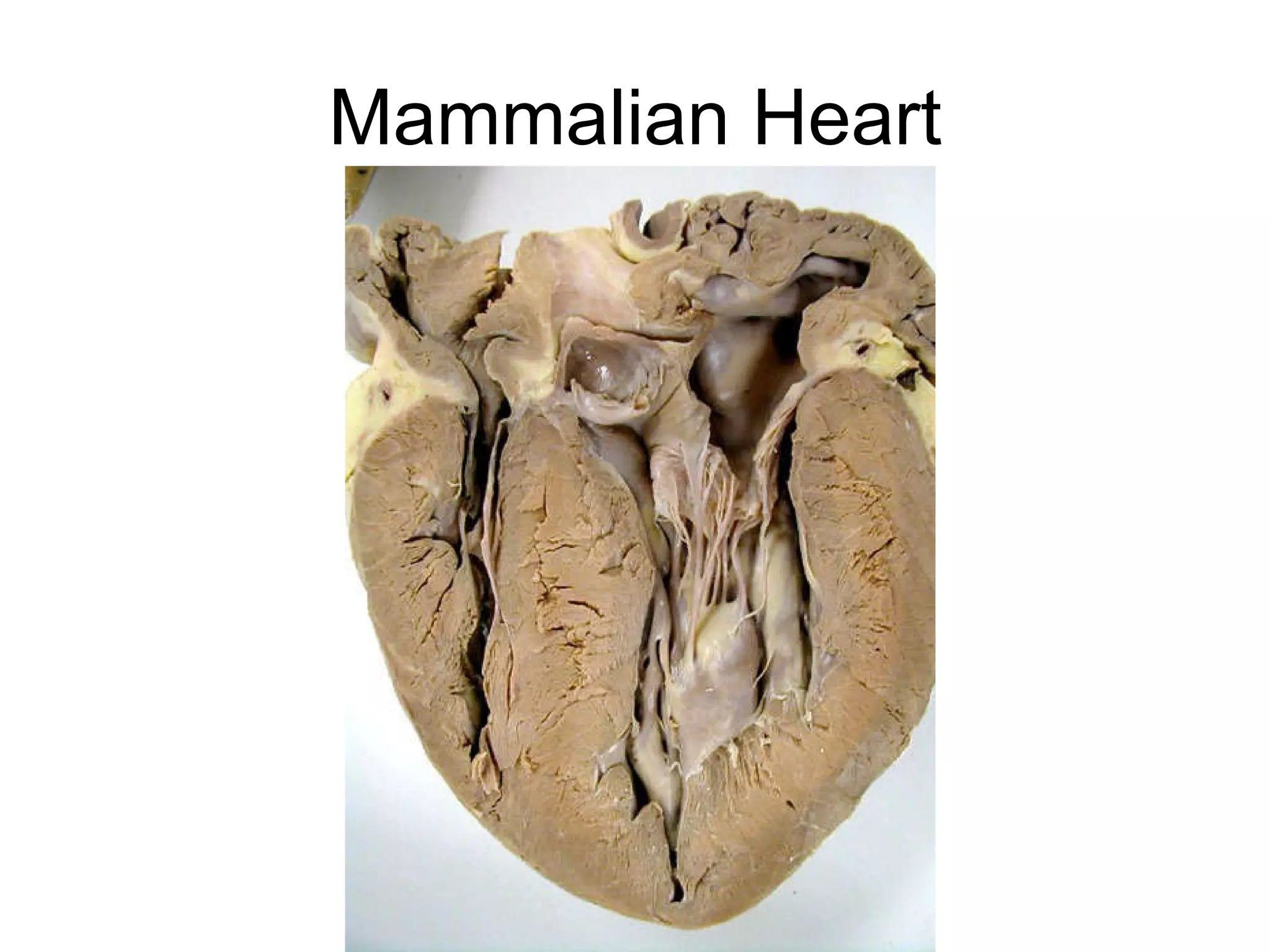 Mammalian Heart 