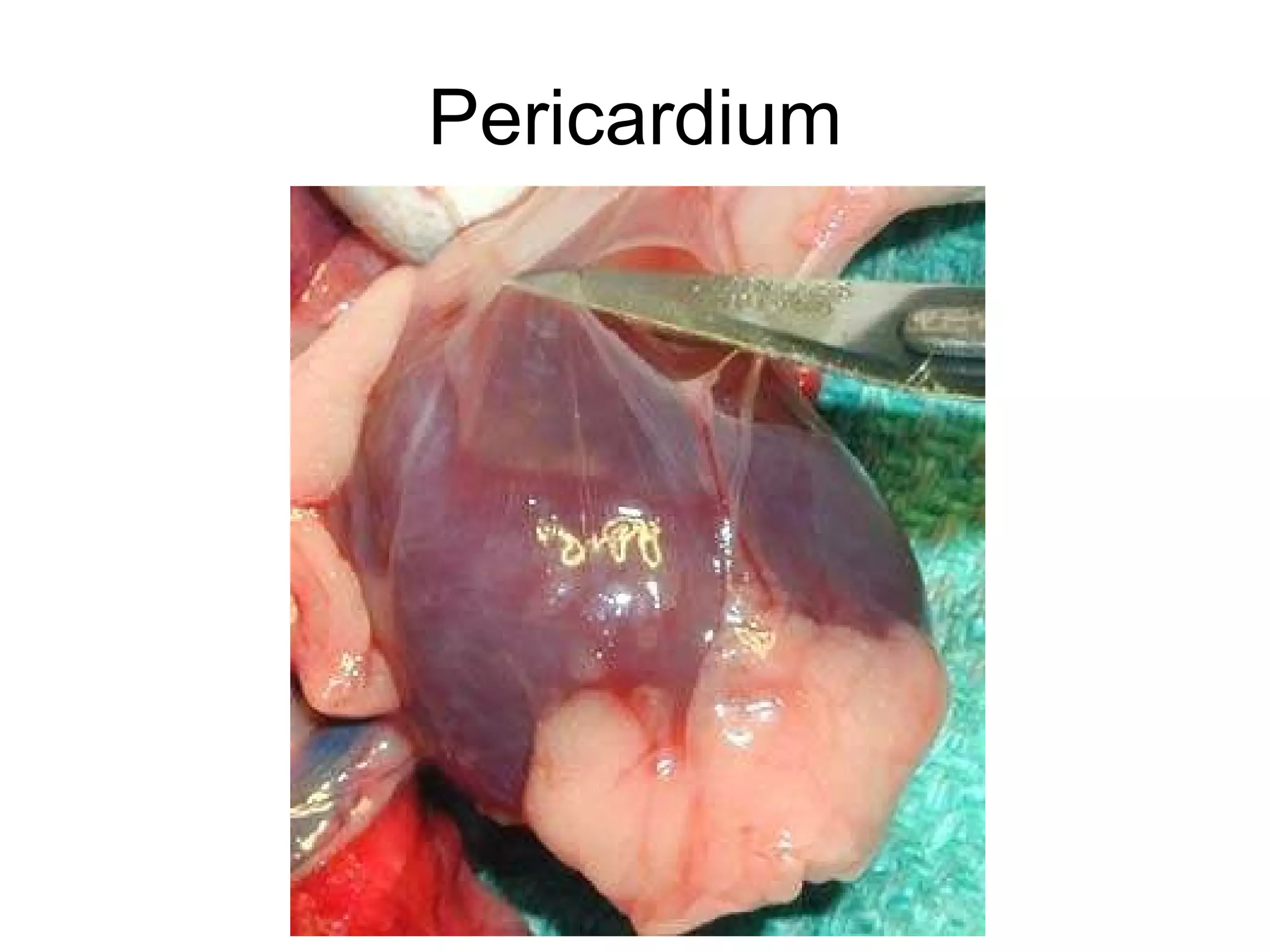 Pericardium 