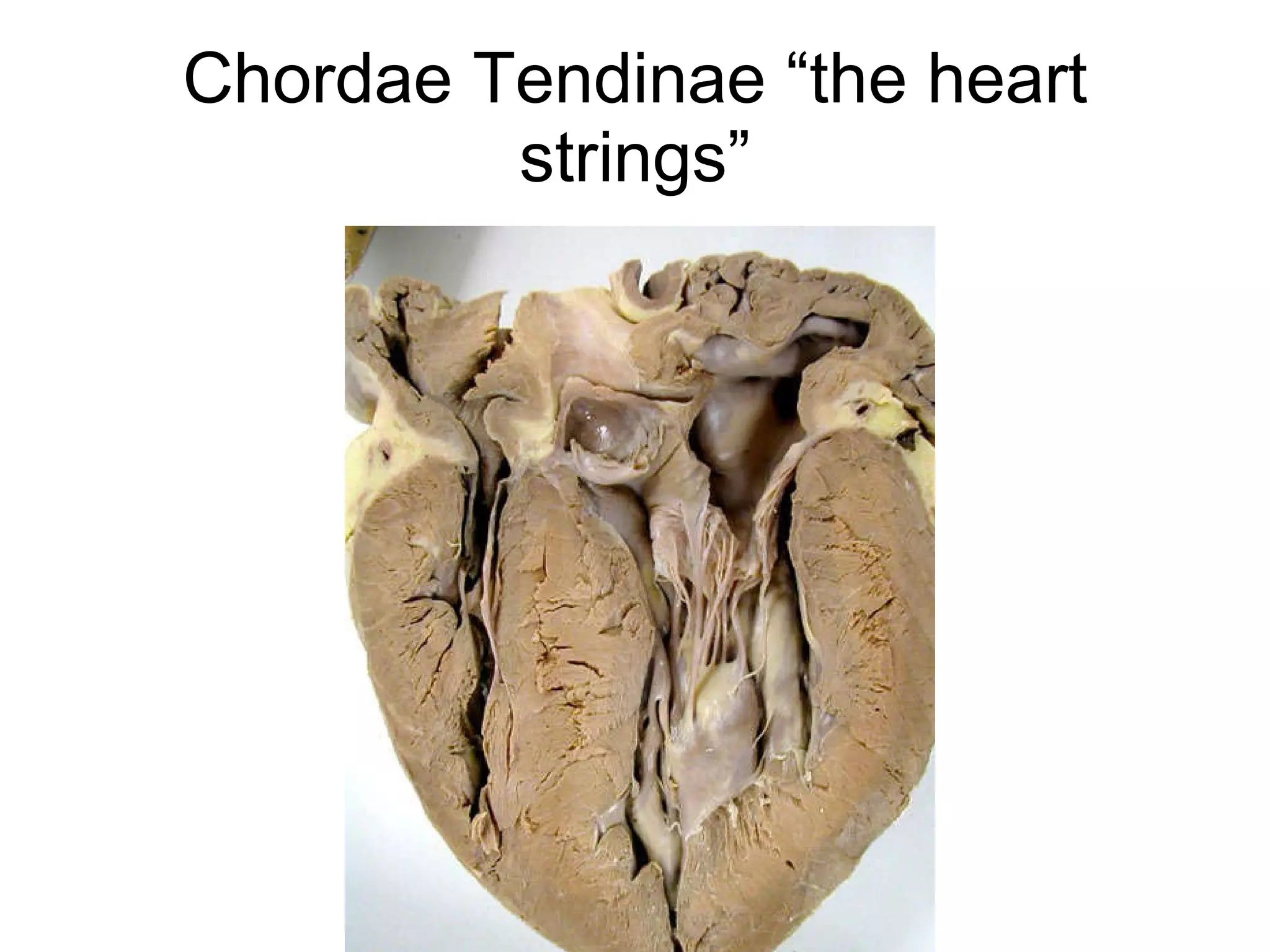 Chordae Tendinae “the heart strings” 