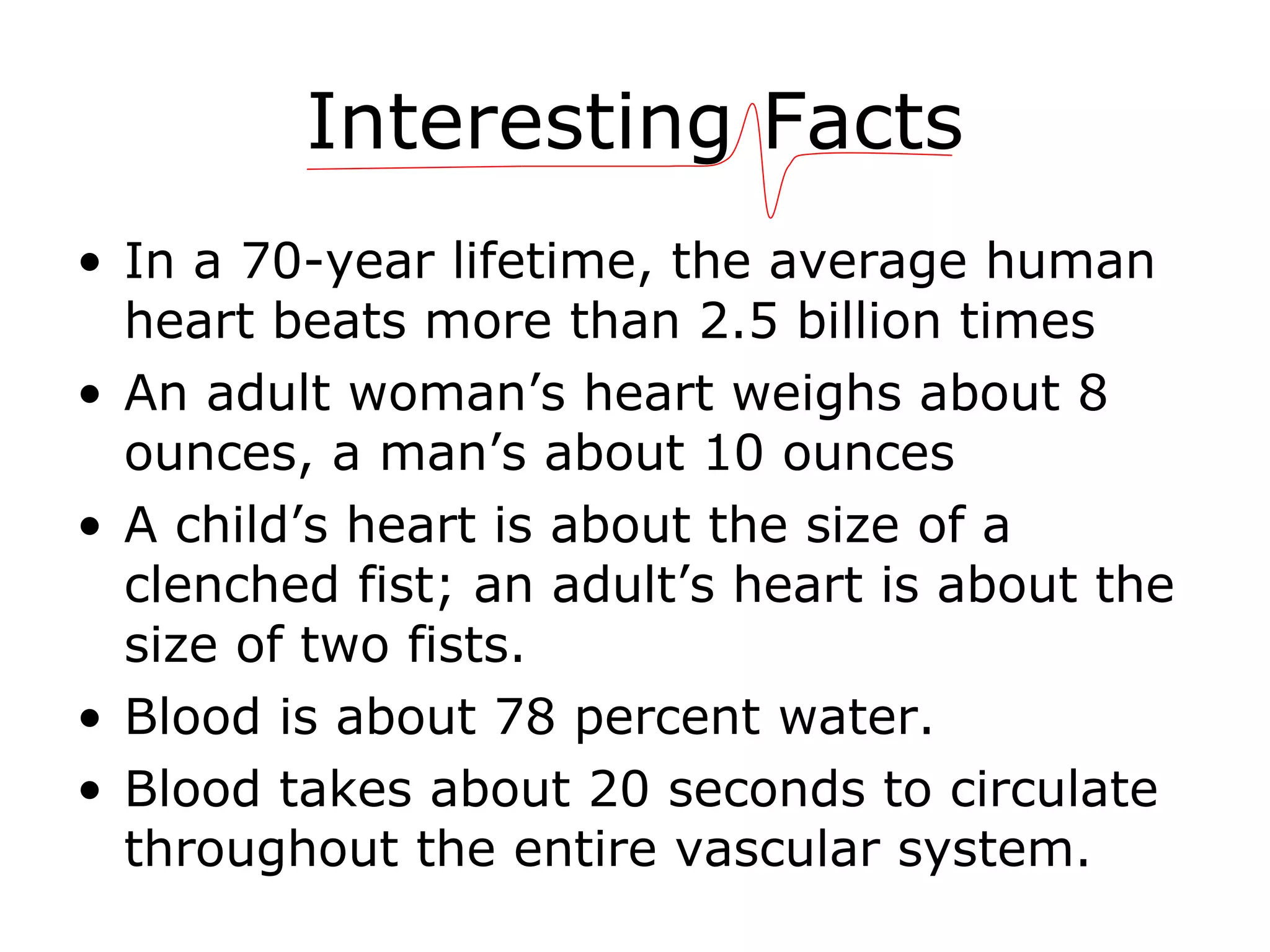 Interesting Facts In a 70-year lifetime, the average human heart beats more than 2.5 billion times  An adult woman’s heart weighs about 8 ounces, a man’s about 10 ounces  A child’s heart is about the size of a clenched fist; an adult’s heart is about the size of two fists.  Blood is about 78 percent water.  Blood takes about 20 seconds to circulate throughout the entire vascular system.  
