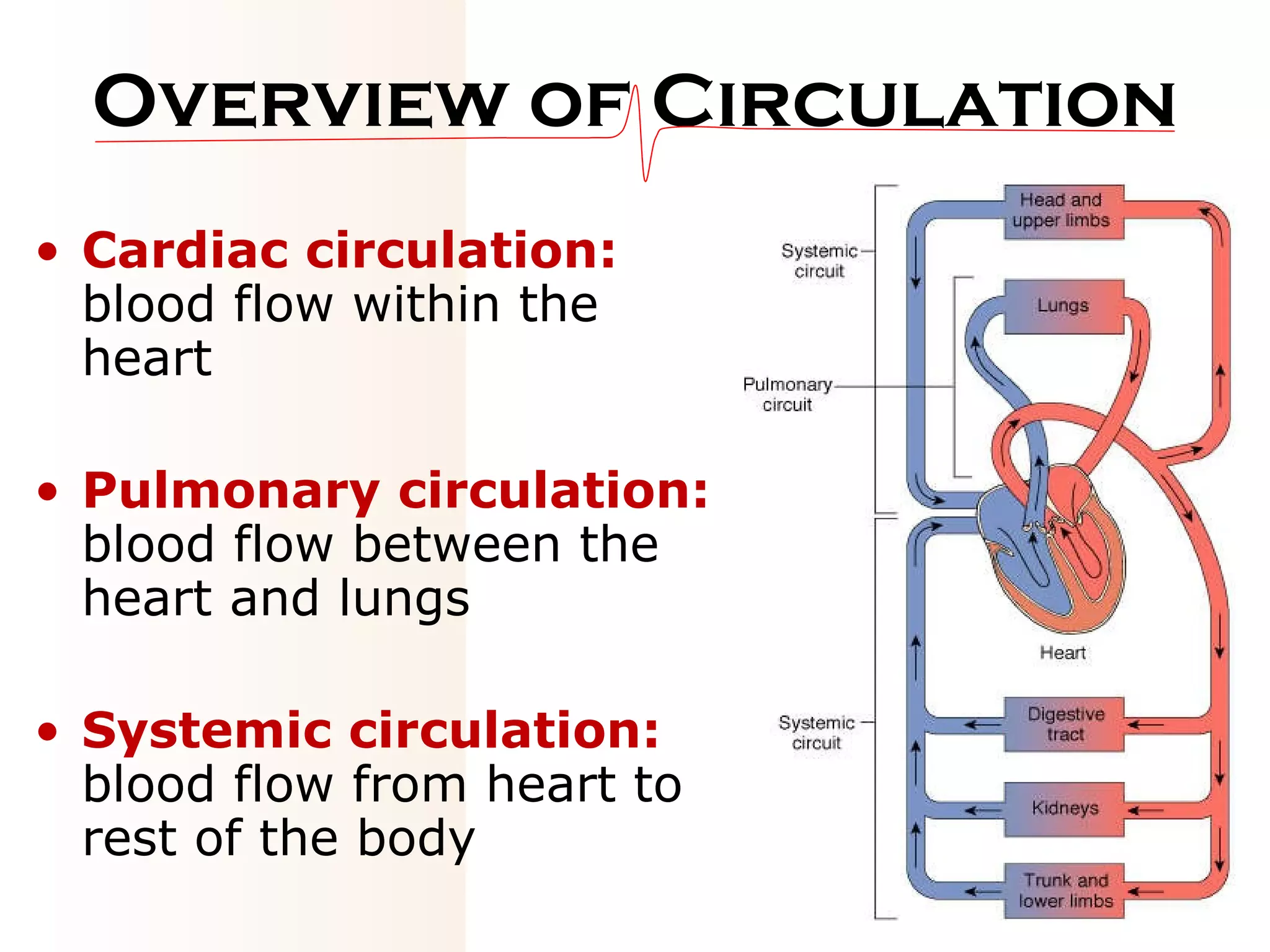 Overview of Circulation Cardiac circulation:  blood flow within the heart Pulmonary circulation:  blood flow between the heart and lungs Systemic circulation:  blood flow from heart to rest of the body 