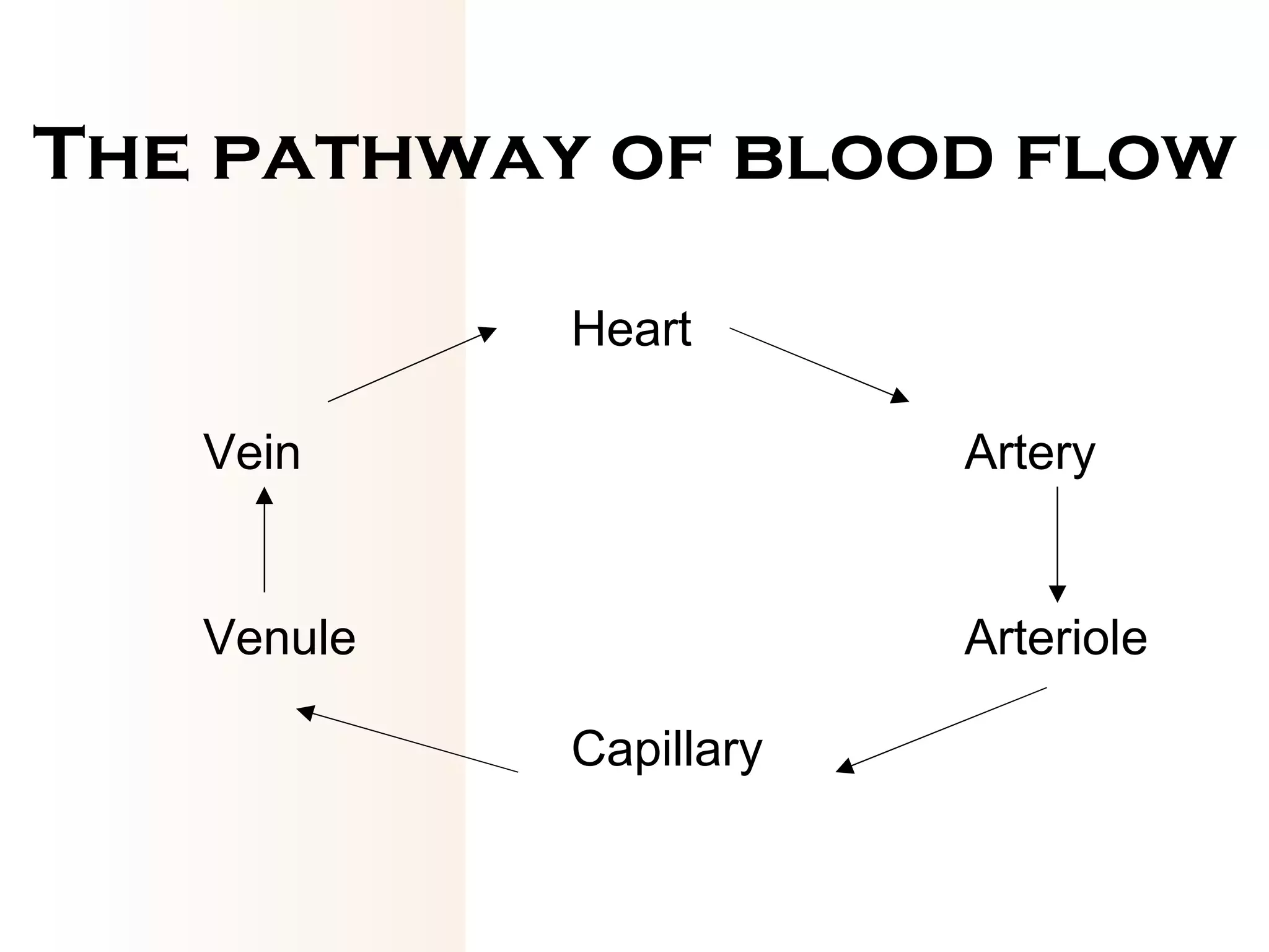 The pathway of blood flow Heart  Vein Artery Venule Arteriole Capillary 