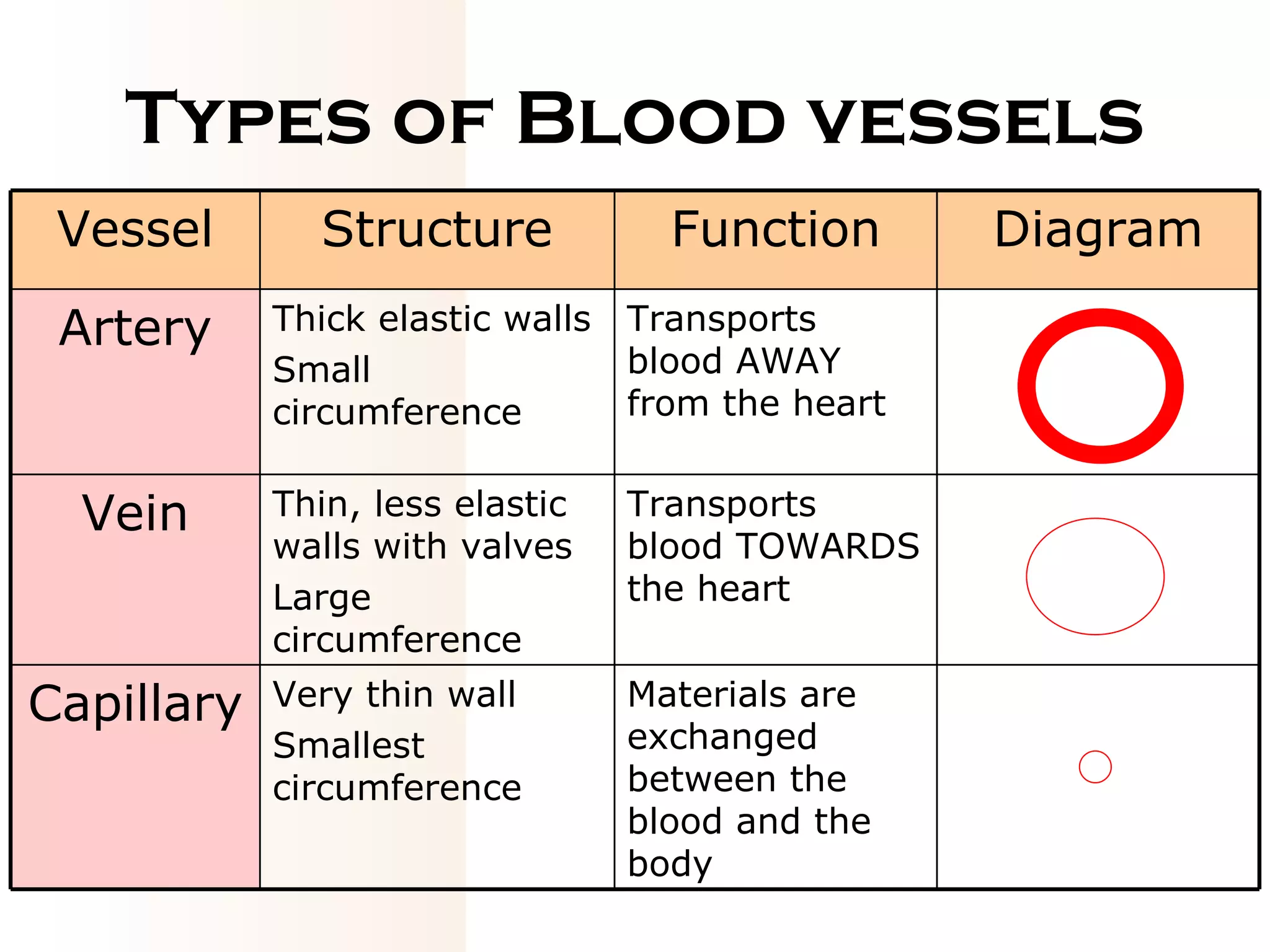 Types of Blood vessels Vessel Structure Function Diagram Artery Thick elastic walls Small circumference Transports blood AWAY from the heart Vein Thin, less elastic walls with valves Large circumference Transports blood TOWARDS the heart Capillary Very thin wall Smallest circumference Materials are exchanged between the blood and the body 