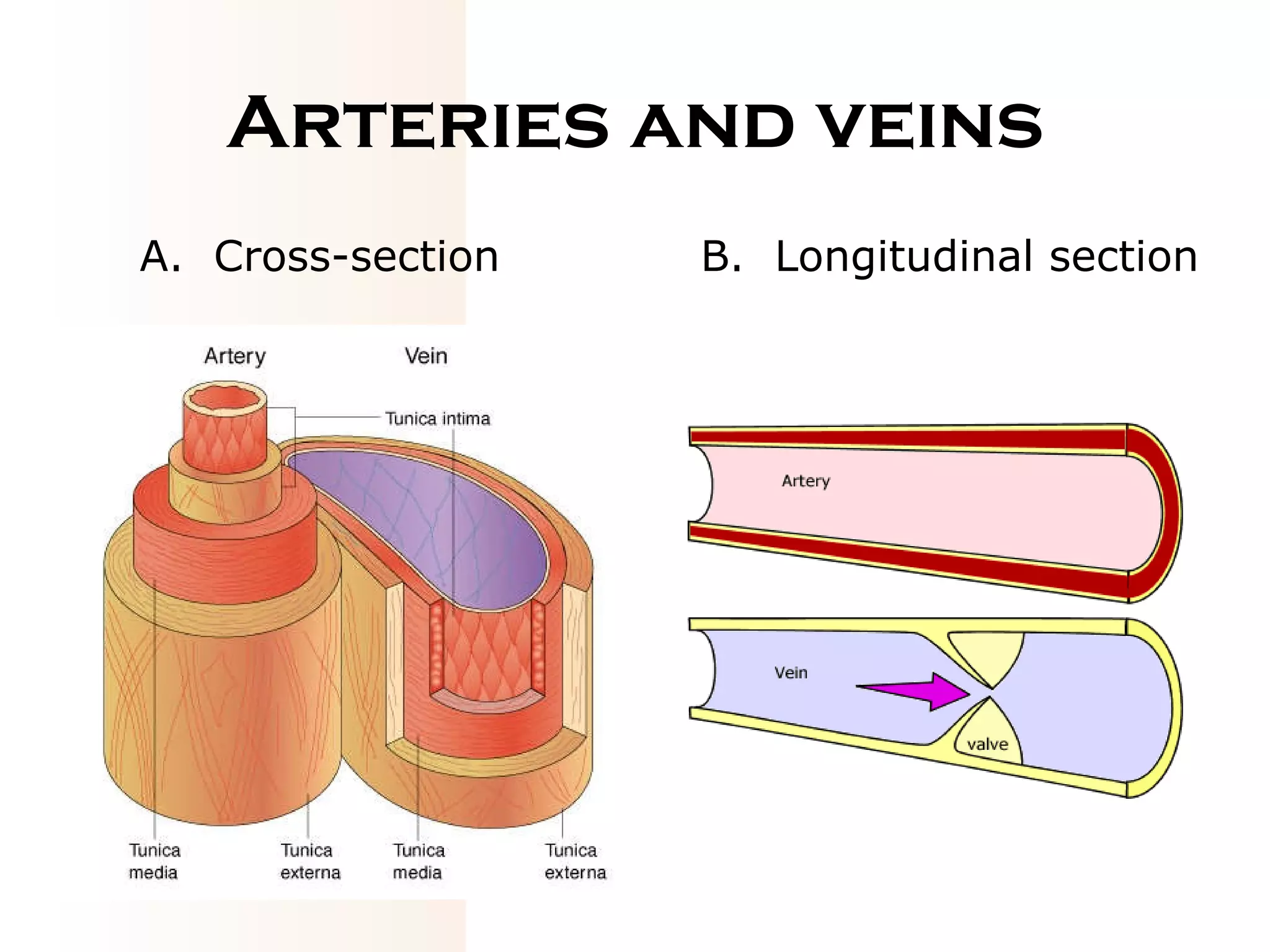 Arteries and veins A.  Cross-section B.  Longitudinal section 