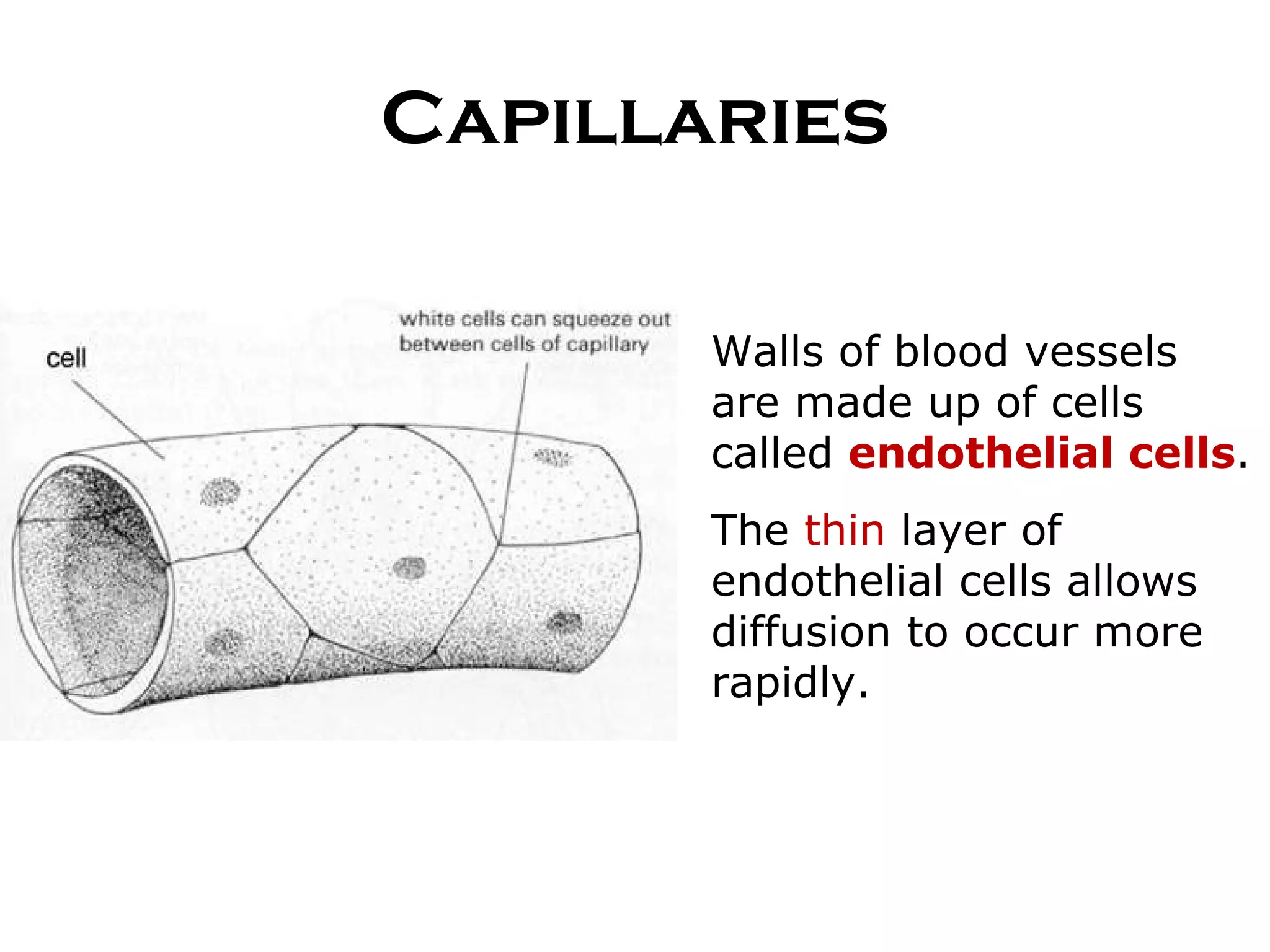 Capillaries Walls of blood vessels are made up of cells called  endothelial cells . The  thin  layer of endothelial cells allows diffusion to occur more rapidly. 