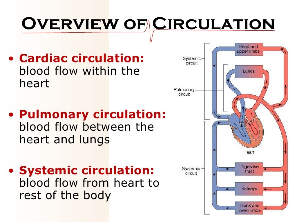 05 circulation
