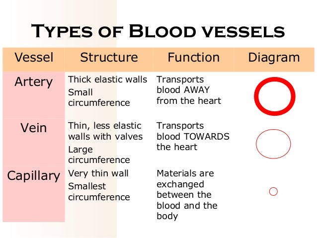 05 circulation blood thickness chart