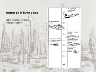 Efectos de la lluvia ácida

Sobre los seres vivos de
medios acuáticos
 