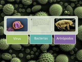 Virus   Bacterias   Artrópodos
 