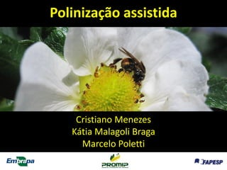 Cristiano Menezes 
Kátia MalagoliBraga 
Marcelo Poletti 
Polinização assistida  