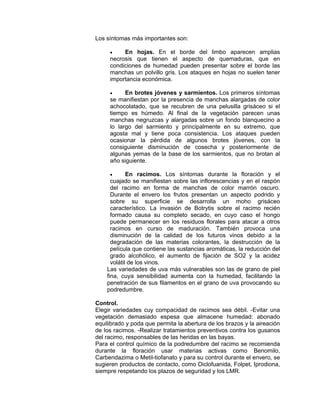 Los síntomas más importantes son:
• En hojas. En el borde del limbo aparecen amplias
necrosis que tienen el aspecto de quemaduras, que en
condiciones de humedad pueden presentar sobre el borde las
manchas un polvillo gris. Los ataques en hojas no suelen tener
importancia económica.
• En brotes jóvenes y sarmientos. Los primeros síntomas
se manifiestan por la presencia de manchas alargadas de color
achocolatado, que se recubren de una pelusilla grisáceo si el
tiempo es húmedo. Al final de la vegetación parecen unas
manchas negruzcas y alargadas sobre un fondo blanquecino a
lo largo del sarmiento y principalmente en su extremo, que
agosta mal y tiene poca consistencia. Los ataques pueden
ocasionar la pérdida de algunos brotes jóvenes, con la
consiguiente disminución de cosecha y posteriormente de
algunas yemas de la base de los sarmientos, que no brotan al
año siguiente.
• En racimos. Los síntomas durante la floración y el
cuajado se manifiestan sobre las inflorescencias y en el raspón
del racimo en forma de manchas de color marrón oscuro.
Durante el envero los frutos presentan un aspecto podrido y
sobre su superficie se desarrolla un moho grisáceo
característico. La invasión de Botrytis sobre el racimo recién
formado causa su completo secado, en cuyo caso el hongo
puede permanecer en los residuos florales para atacar a otros
racimos en curso de maduración. También provoca una
disminución de la calidad de los futuros vinos debido a la
degradación de las materias colorantes, la destrucción de la
película que contiene las sustancias aromáticas, la reducción del
grado alcohólico, el aumento de fijación de SO2 y la acidez
volátil de los vinos.
Las variedades de uva más vulnerables son las de grano de piel
fina, cuya sensibilidad aumenta con la humedad, facilitando la
penetración de sus filamentos en el grano de uva provocando su
podredumbre.
Control.
Elegir variedades cuy compacidad de racimos sea débil. -Evitar una
vegetación demasiado espesa que almacene humedad: abonado
equilibrado y poda que permita la abertura de los brazos y la aireación
de los racimos. -Realizar tratamientos preventivos contra los gusanos
del racimo, responsables de las heridas en las bayas.
Para el control químico de la podredumbre del racimo se recomienda
durante la floración usar materias activas como Benomilo,
Carbendazima o Metil-tiofanato y para su control durante el envero, se
sugieren productos de contacto, como Diclofuanida, Folpet, Iprodiona,
siempre respetando los plazos de seguridad y los LMR.
 