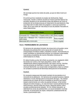 Control.
Se aconseja quemar los restos de poda, ya que en ellos inverna el
hongo.
El control químico mediante el empleo de diclofuanida, folpet,
mancozeb, maneb o metiram durante el invierno permite destruir los
picnidios situados en los sarmientos antes del desborre así como la
protección de los brotes jóvenes en tratamiento de post-desborre. Hay
que dirigir bien el caldo sobre los pulgares o varas que queremos
tratar, por lo que suele ser más eficaz el uso de pistolas manuales en
estos tratamientos.
Materia activa Dosis
Presentación
del producto
Cimoxanilo 4% + Folpet 25% + Fosetil al 50% 0.30% Polvo mojable
Folpet 35% + Metalaxil 10% + Oxicloruro de cobre
25% 0.20%
Polvo mojable
Mancozeb 80% 0.20-0.40% Polvo mojable
14.2.5. PODREDUMBRE DE LAS RAÍCES
En terrenos de naturaleza húmeda, las raíces de la vid pueden verse
afectadas de podredumbre como causa de la invasión de los
endoparásitos Armillaria mellea y Rosellinia necatrix. Normalmente se
suele manifestar en plantaciones jóvenes con subsuelo impermeable.
Las plantas procedentes de viveros infectados introducen la
enfermedad en el viñedo.
En determinados puntos del viñedo se presenta una vegetación débil,
los brotes son cortos y las hojas pequeñas y claras. Este
debilitamiento afecta progresivamente a las cepas vecinas, mientras
que las primeras se marchitan y mueren. Las cepas muertas se
arrancan fácilmente; sus raíces están ennegrecidas y bajo su corteza
se constata la presencia de filamentos blanquecinos enmarañados.
Control.
Es necesario asegurarse del estado sanitario de las plantas en el
momento de la plantación. -En terrenos de humedad excesiva, deberá
diseñarse un buen drenaje para la evacuación del agua. -No realizar
plantaciones de viñedo de forma inmediata en terrenos que hayan
estado anteriormente con cultivo de plantas leñosas, si han tenido
ataques de estos hongos y, en caso de hacer nuevas plantaciones en
estos terrenos, eliminar todas las raíces y después plantar cultivo
anuales (preferentemente cebada). -En los viñedos atacados, se
delimitará las zonas de podredumbre, se cavará alrededor una fosa
profunda, se arrancarán las cepas, extirpando cuidadosamente las
raíces y quemándolo todo.
 