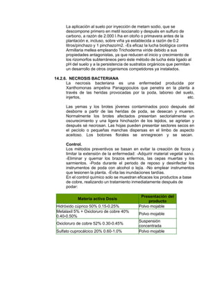 La aplicación al suelo por inyección de metam sodio, que se
descompone primero en metil isocianato y después en sulfuro de
carbono, a razón de 2.000 l /ha en otoño o primavera antes de la
plantación e, incluso, sobre viña ya establecida a razón de 0.2
litros/pinchazo y 1 pinchazo/m2. -Es eficaz la lucha biológica contra
Armillaria mellea empleando Trichoderma viride debido a sus
propiedades antagonistas, ya que reducen el inicio y crecimiento de
los rizomorfos subterráneos pero éste método de lucha ésta ligado al
pH del suelo y a la persistencia de sustratos orgánicos que permitan
un desarrollo de otros organismos competidores ya instalados.
14.2.6. NECROSIS BACTERIANA
La necrosis bacteriana es una enfermedad producida por
Xanthomonas ampelina Panagopoulos que penetra en la planta a
través de las heridas provocadas por la poda, laboreo del suelo,
injertos, etc.
Las yemas y los brotes jóvenes contaminados poco después del
desborre a partir de las heridas de poda, se desecan y mueren.
Normalmente los brotes afectados presentan sectorialmente un
oscurecimiento y una ligera hinchazón de los tejidos, se agrietan y
después sé necrosan. Las hojas pueden presentar sectores secos en
el pecíolo o pequeñas manchas dispersas en el limbo de aspecto
aceitoso. Los botones florales se ennegrecen y se secan.
Control.
Los métodos preventivos se basan en evitar la creación de focos y
limitar la extensión de la enfermedad: -Adquirir material vegetal sano.
-Eliminar y quemar los brazos enfermos, las cepas muertas y los
sarmientos. -Poda durante el periodo de reposo y desinfectar los
instrumentos de poda con alcohol o lejía. -No emplear instrumentos
que lesionen la planta. -Evita las inundaciones tardías.
En el control químico solo se muestran eficaces los productos a base
de cobre, realizando un tratamiento inmediatamente después de
podar:
Materia activa Dosis
Presentación del
producto
Hidróxido cúprico 50% 0.15-0.25% Polvo mojable
Metalaxil 5% + Oxicloruro de cobre 40%
0.40-0.50%
Polvo mojable
Oxicloruro de cobre 52% 0.30-0.45%
Suspensión
concentrada
Sulfato cuprocálcico 20% 0.60-1.0% Polvo mojable
 