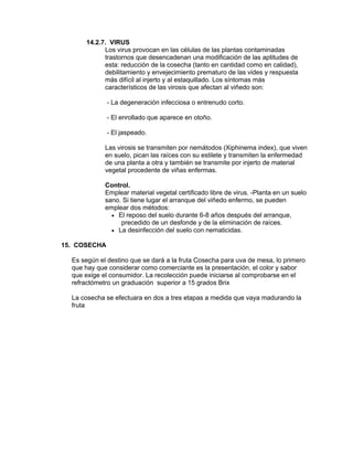 14.2.7. VIRUS
Los virus provocan en las células de las plantas contaminadas
trastornos que desencadenan una modificación de las aptitudes de
esta: reducción de la cosecha (tanto en cantidad como en calidad),
debilitamiento y envejecimiento prematuro de las vides y respuesta
más difícil al injerto y al estaquillado. Los síntomas más
característicos de las virosis que afectan al viñedo son:
- La degeneración infecciosa o entrenudo corto.
- El enrollado que aparece en otoño.
- El jaspeado.
Las virosis se transmiten por nemátodos (Xiphinema index), que viven
en suelo, pican las raíces con su estilete y transmiten la enfermedad
de una planta a otra y también se transmite por injerto de material
vegetal procedente de viñas enfermas.
Control.
Emplear material vegetal certificado libre de virus. -Planta en un suelo
sano. Si tiene lugar el arranque del viñedo enfermo, se pueden
emplear dos métodos:
• El reposo del suelo durante 6-8 años después del arranque,
precedido de un desfonde y de la eliminación de raíces.
• La desinfección del suelo con nematicidas.
15. COSECHA
Es según el destino que se dará a la fruta Cosecha para uva de mesa, lo primero
que hay que considerar como comerciante es la presentación, el color y sabor
que exige el consumidor. La recolección puede iniciarse al comprobarse en el
refractómetro un graduación superior a 15 grados Brix
La cosecha se efectuara en dos a tres etapas a medida que vaya madurando la
fruta
 