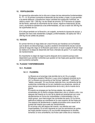 12. FERTILIZACIÓN
En general los abonados de la viña son a base de tres elementos fundamentales:
N – P – K. El primero aumenta el desarrollo de los brotes y hojas, lo que permite
a la planta elaborar y transformar mayor cantidad de sustancias nutritivas, se
utiliza a razón 100 – 200 Kg / ha de nitrato de amonio. El P favorece el cuajado
de las flores, estimula el crecimiento de las raíces, regula la maduración de las
uvas y aumenta la resistencia a las enfermedades, se usa a razón de 300 Kg./ha
de superfosfato de Ca.
El K influye también en la floración y el cuajado, aumenta la riqueza de azúcar, y
también las hace más resistentes a plagas y enfermedades. Se aplica de 100 a
200 Kg./ha de sulfato de potasio
13. RIEGOS
En primer término el riego debe ser unas 8 horas por hectárea con la finalidad
que el abono se descomponga y ayude a acelerar el brotamiento de las nuevas
yemas El segundo riego en la floración para tener un buen cuajado El tercer riego
se realiza en la etapa de desarrollo del fruto o llenado de grano Y un cuarto riego
de mantenimiento
Es importante no dejar de regar la parra después de la cosecha porque esto
dependerá que asimilar nutrientes que quedan en las hojas para guardar reserva
par la próxima campaña
14. PLAGAS Y ENFERMEDADES
14.1. PLAGAS
14.1.1 FILOXERA
La filoxera es el enemigo más temible de la vid. Es un pulgón
(Phylloxera vastatrix Planchon.) cuyo único huésped conocido es la
vid. La filoxera se encuentra en las formas "gallícola", "radicícola" y
"alada y sexuada". En sus formas radicíola vive y se alimenta de las
sustancias contenidas en la raíz mediante sus picaduras, siendo al
poco tiempo causa de podredumbre de la raíz y de la muerte de la
planta.
El insecto se propaga por las formas aladas, las cuales son
arrastradas por el viento a largas distancias y de un viñedo a otro. Los
ataques del insecto en la raíz de la planta se caracterizan por unos
abultamientos en forma de nudosidades o tuberosidades y de un
cierto grosor, que interrumpen las corrientes de savia. En su forma
gallícola el ataque se manifiesta en la cara superior de las hojas por
una especie de abultamiento o agalla provocada como causa de la
puesta del insecto que suele ser extraordinaria.
En el primer año del ataque del insecto, sus efectos son casi
imperceptibles. En el año siguiente en que los sarmientos se cortan,
las hojas pierden lozanía y en sus bordes desaparece la clorofila,
tomando un tono amarillento; los frutos caen antes de su madurez
 