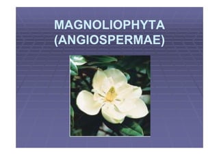 MAGNOLIOPHYTA
(ANGIOSPERMAE)
 