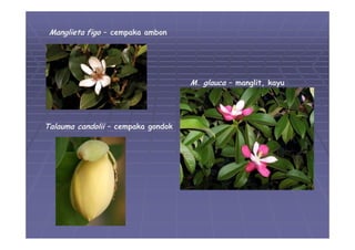 05 divisi-magnoliophyta-01 | PDF