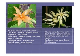 05 divisi-magnoliophyta-01 | PDF