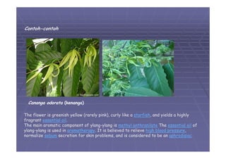 05 divisi-magnoliophyta-01 | PDF