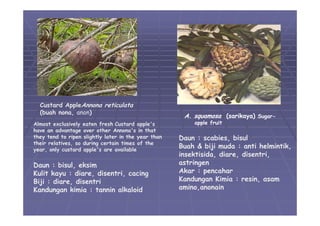 05 divisi-magnoliophyta-01 | PDF