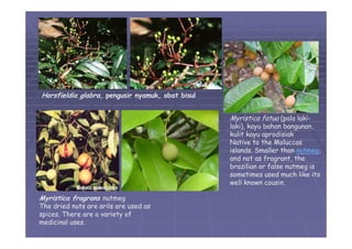 05 divisi-magnoliophyta-01 | PDF