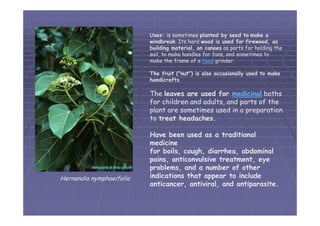 05 divisi-magnoliophyta-01 | PDF