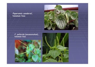 05 divisi-magnoliophyta-01 | PDF