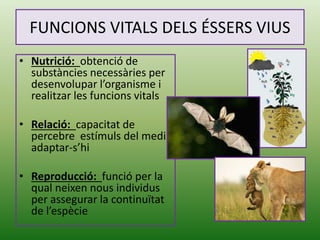FUNCIONS VITALS DELS ÉSSERS VIUS
• Nutrició: obtenció de
substàncies necessàries per
desenvolupar l’organisme i
realitzar les funcions vitals
• Relació: capacitat de
percebre estímuls del medi i
adaptar-s’hi
• Reproducció: funció per la
qual neixen nous individus
per assegurar la continuïtat
de l’espècie
 