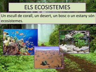ELS ECOSISTEMES
Un escull de corall, un desert, un bosc o un estany són
ecosistemes.
 