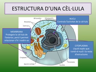 ESTRUCTURA D’UNA CÈL·LULA
NUCLI
Controla l’activitat de la cèl·lula
MEMBRANA
Protegeix la cèl·lula de
l’exterior, però li permet
relacionar-s’hi i nodrir-se
CITOPLASMA
Líquid espès que
conté el nucli i la resta
d’estructures
 